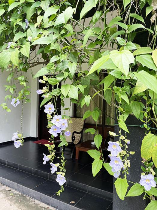 Dambulla Rock Arch Bed & Breakfast Dış mekan fotoğraf